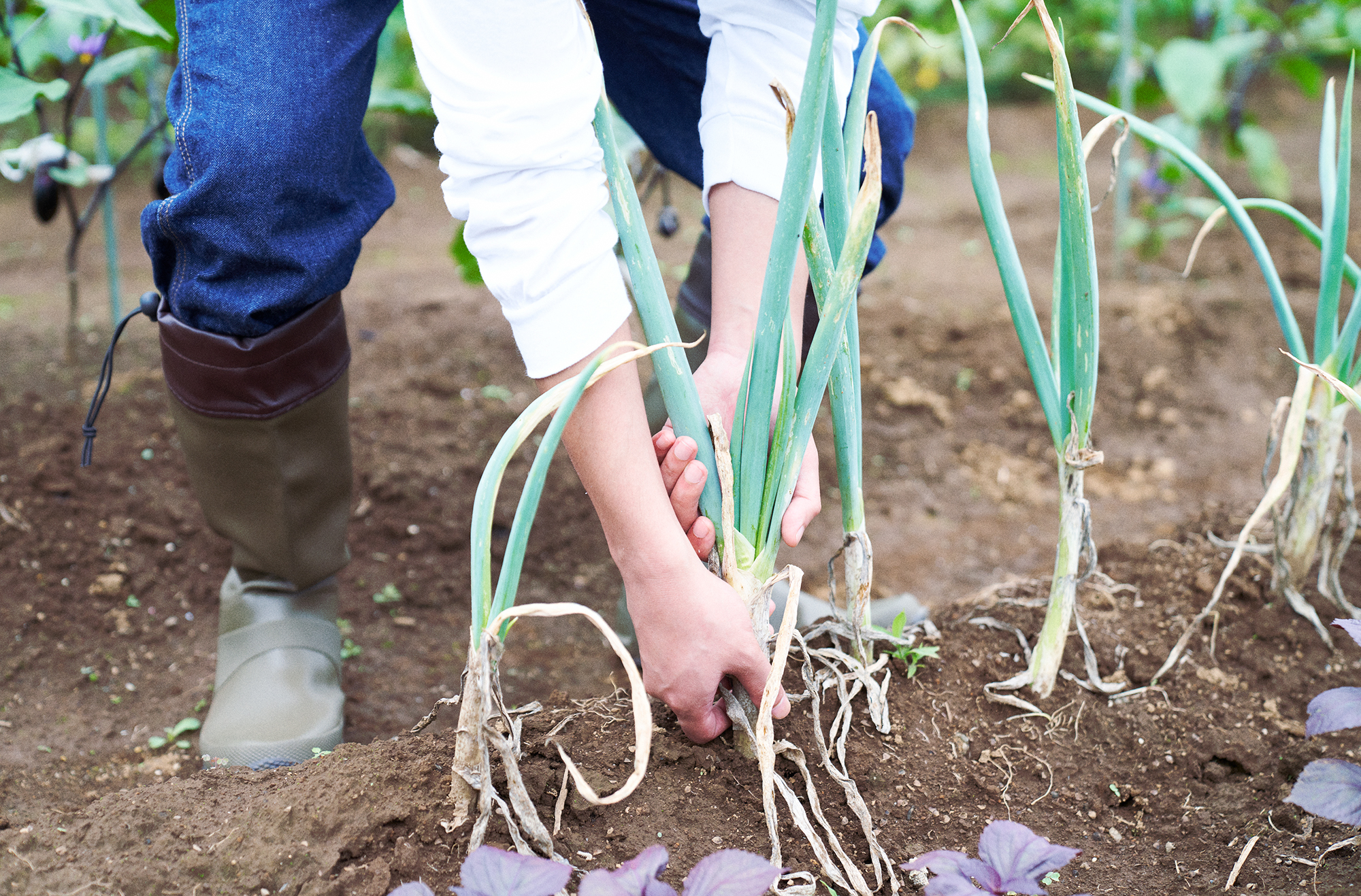 千葉ウシノヒロバ ネギの収穫体験イメージ。とれたて野菜をバーベキューで使うこともできる。